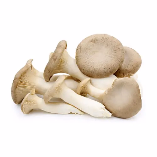 Mushroom Oyster 500g Netherlands
